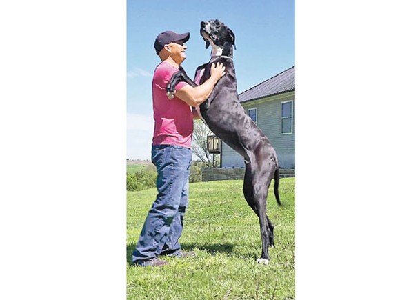 世界最高狗隻頭銜易主