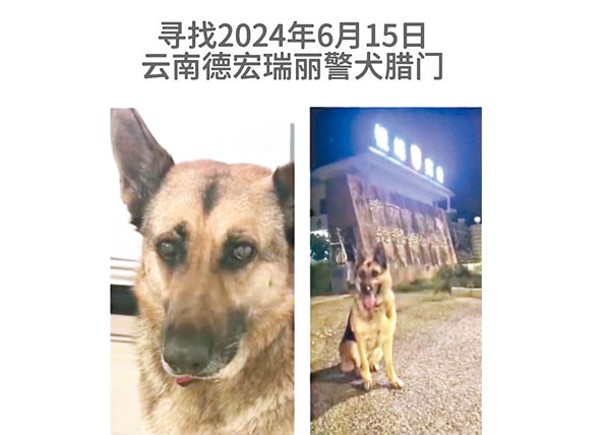 網傳一份尋狗啟事顯示，雲南德宏瑞麗市一隻警犬失蹤。