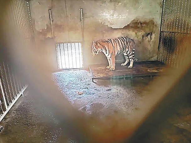 一隻東北虎長期被關在一間阜陽動物園內的「小黑屋」。
