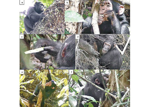 研究發現黑猩猩食用草藥。
