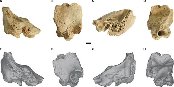 蒂娜顳骨化石（上排）及成像圖（下排）。