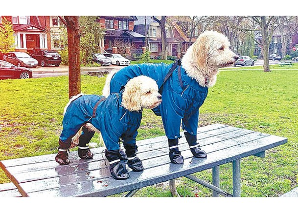 潮流創意：狗狗防風雨衣  全天候保護