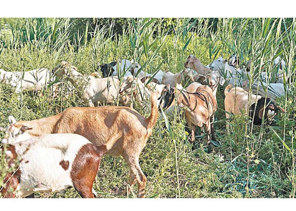 蘆葦威脅濕地生態  借40山羊放牧解困