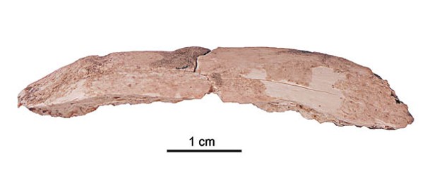 研究人員確定肋骨化石屬於丹尼索瓦人。