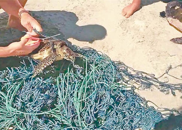 民眾為受困的海龜拆除魚網。
