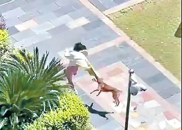 湖南省長沙市一隻流浪狗在一屋苑內咬傷多人後逃竄。