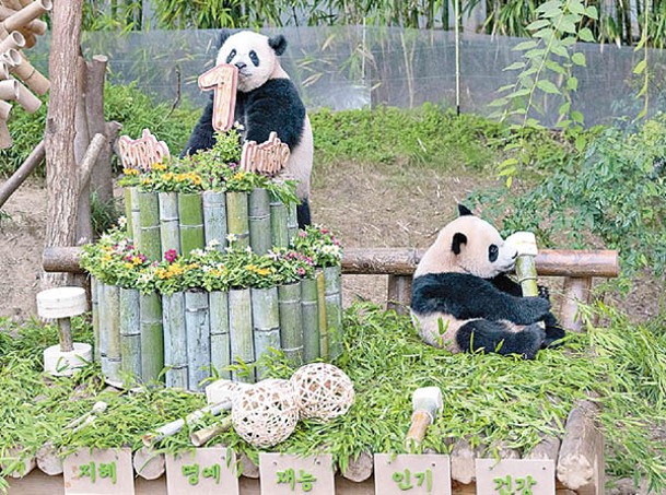 大熊貓雙胞胎享用生日大餐。（中新社圖片）