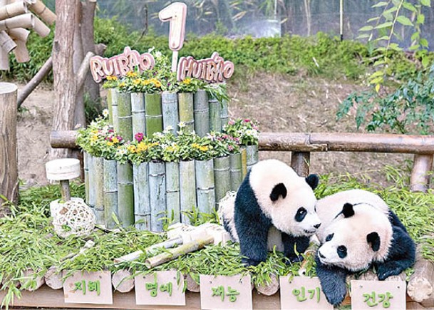 愛寶樂園為大熊貓雙胞胎慶祝生日。（中新社圖片）