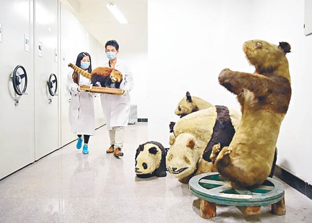 大熊貓學院首招50本科生