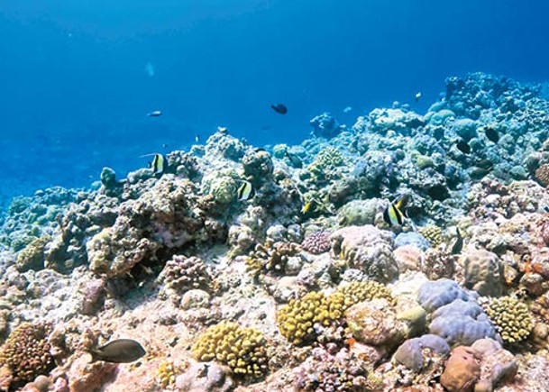黃岩島海域環境質量優，珊瑚礁生態系統健康。