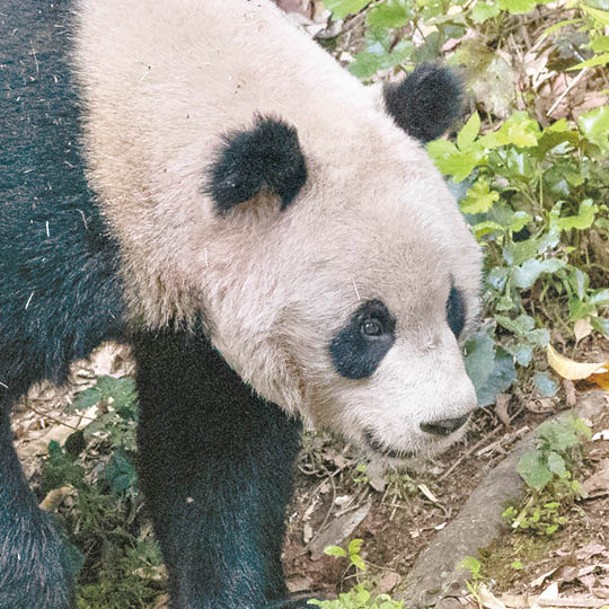 雄性大熊貓雲川。