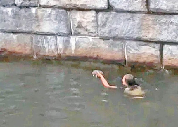 女子跳河拯救落水兔子。