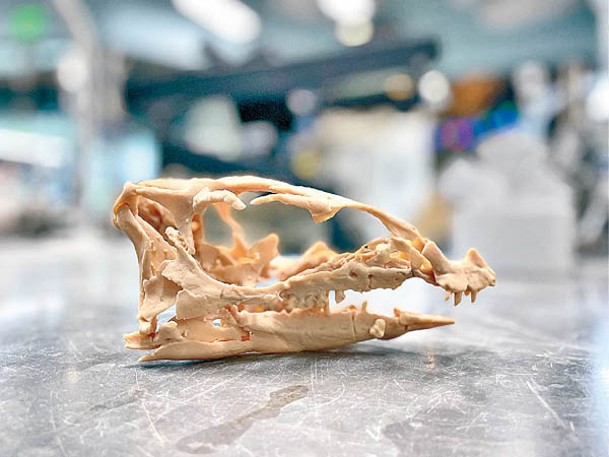 研究人員用3D打印製作赫氏福納龍的頭骨模型。