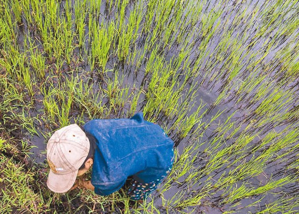 緬甸嚴控大米價格。圖為國內稻田。