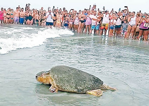 紅海龜獲救康復  300人歡送放歸