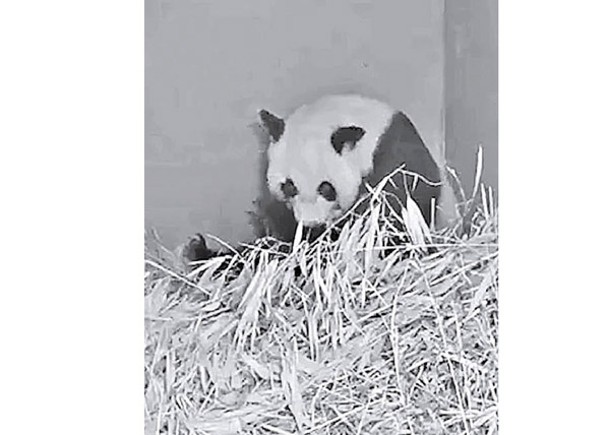 旅荷熊貓第二度產子
