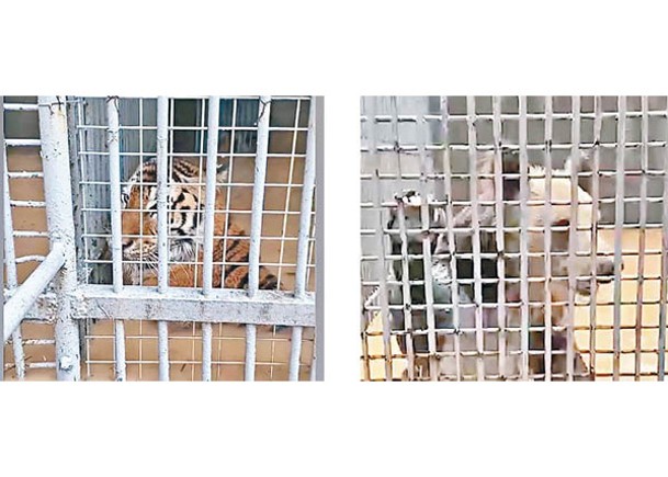 左及右圖：不少猛獸被困鐵籠中。