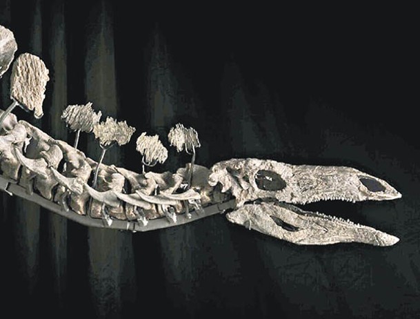 埃佩克斯被指是至今發現最完整的劍龍化石。