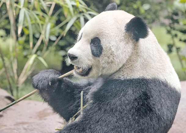 雲川鑫寶兩大熊貓適應美國  下月8日與眾同樂