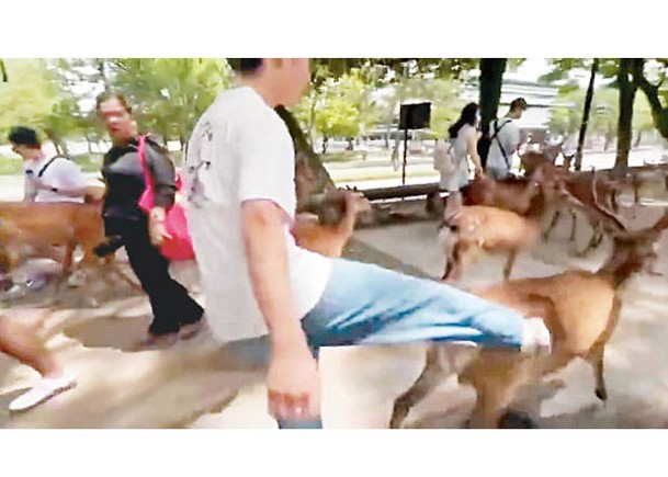 男遊客被拍到腳踢奈良鹿。