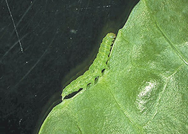 小菜蛾是一種世界性的十字花科蔬菜重大害蟲，圖為其幼蟲。