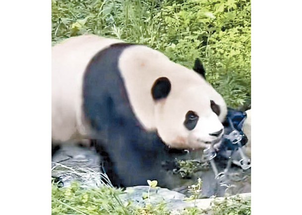 大熊貓福寶的場地發生掉落摺櫈事故，相關遊客被終身禁止再進入基地參觀。