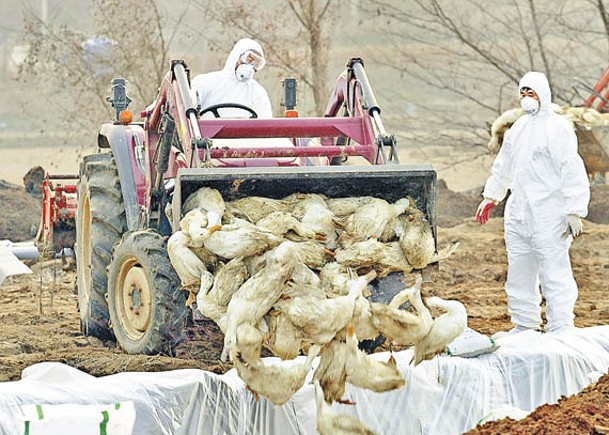 為免禽流感擴散，南韓工人撲殺大量雞隻。