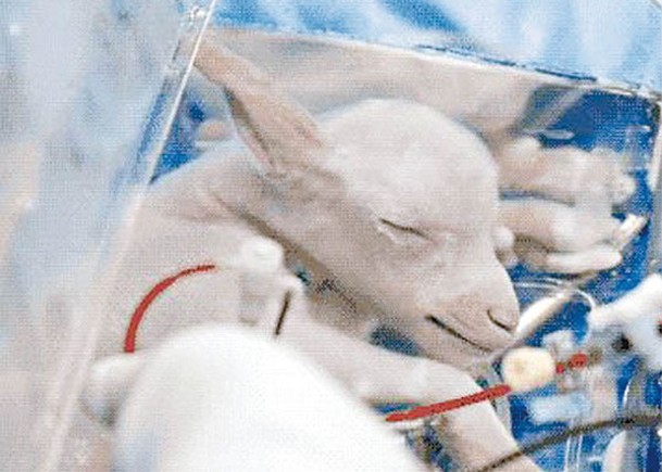 醫生將胎羊（圖）放入人造子宮裝置內。
