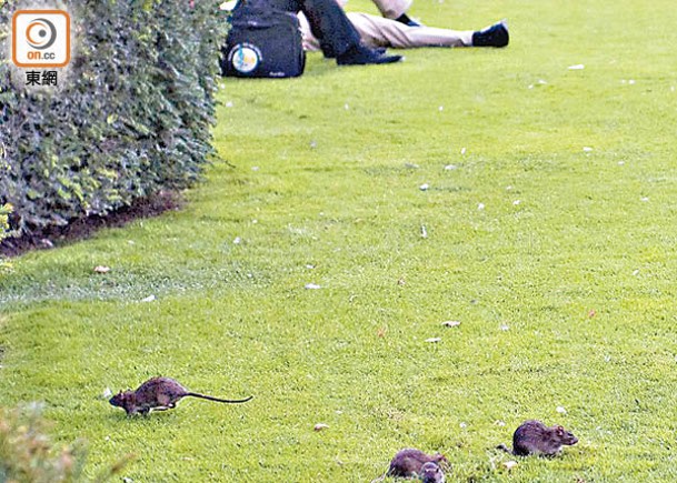 巴黎鼠患問題嚴重，公園內常見人鼠同處。（呂靜儀攝）