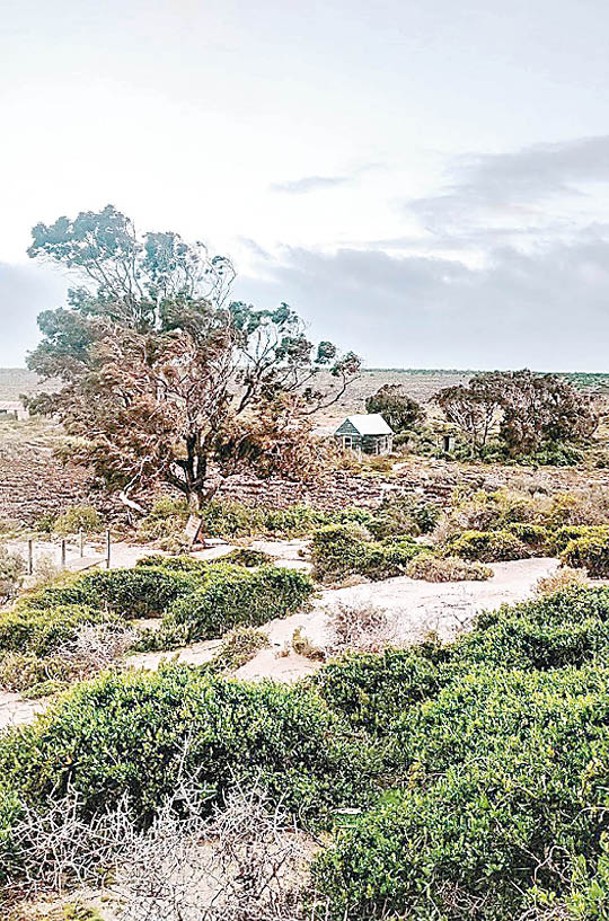 南澳省雷維斯比島多年前引入大批刺巢鼠。