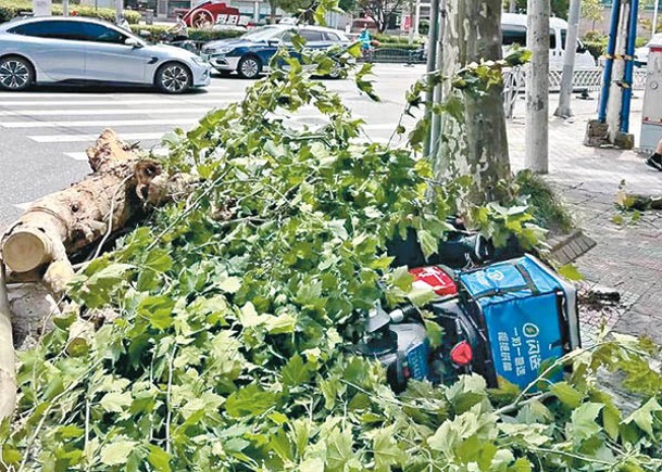 上海市發生路樹折斷，壓死外賣員。