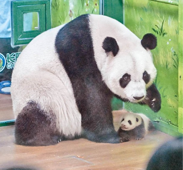 大熊貓萌萌（左）已產下幼崽（右）。（中新社圖片）