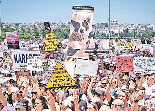 土耳其國會  通過捕400萬流浪狗  重病具攻擊性即安樂死
