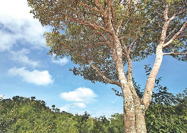 樹皮上的微生物能分解利用甲烷。（Getty Images圖片）