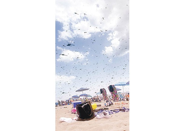 數萬蜻蜓突襲美海灘  遊客驚嘆