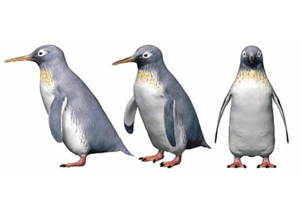 新種企鵝現已滅絕；圖為構想圖。