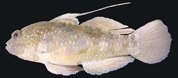 科學家冷凍保存了半斑星鰕虎的鰭部皮膚樣本。