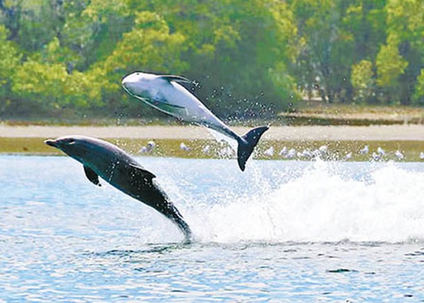 南澳近海海豚達20隻  數量回穩