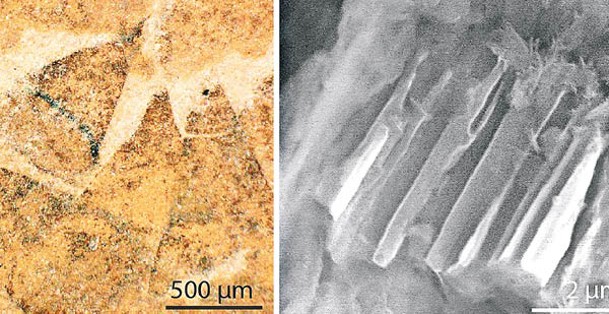 多刺世山蟲的錐形骨板（左）和細微管狀構造（右）。