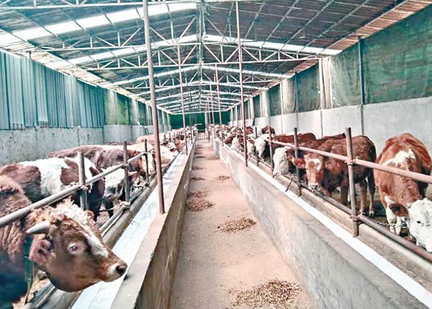 山東省聊城市陽谷縣七級鎮一個肉牛養殖場近日發現個別炭疽病例。