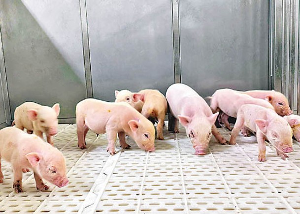 實驗室獲首批冷凍體細胞複製豬。