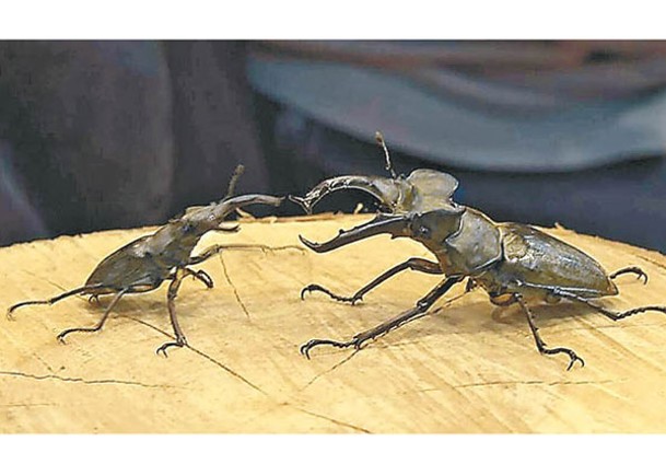 當地的中小學生攜帶鍬形蟲等昆蟲參加比賽。