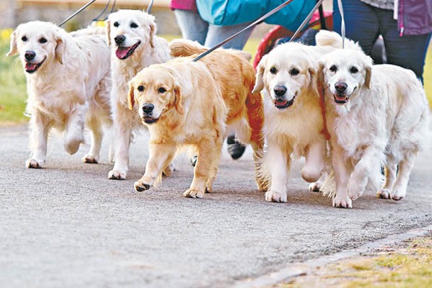 拉布拉多犬被認為是最容易照顧的犬隻品種。（Getty Images圖片）