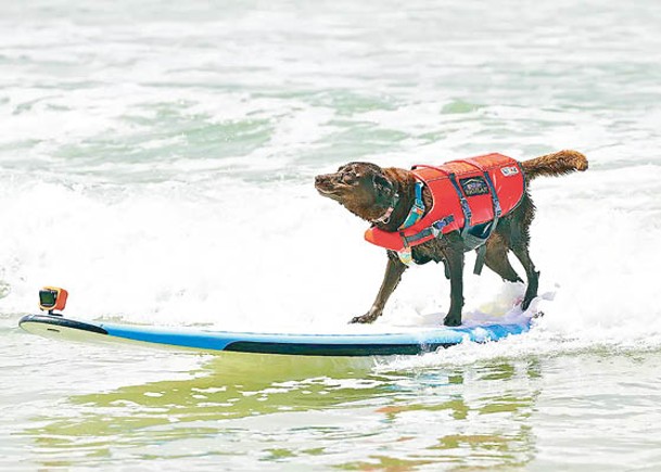 美搜救犬抗癌成功  再戰衝浪賽稱王