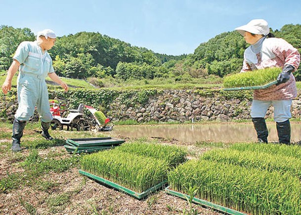 日本米荒下  出口2.4萬噸創新高