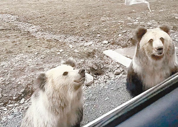 獲遊客履險投餵  棕熊或遭景區遷走