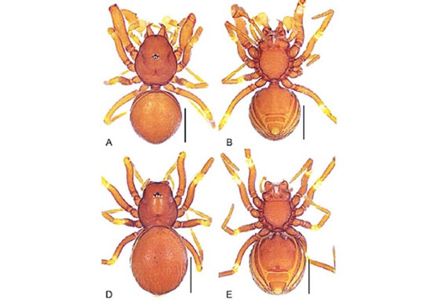丹霞山發現新種華盾蛛