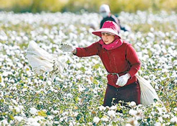 涉抵制新疆棉  華查美服裝巨頭