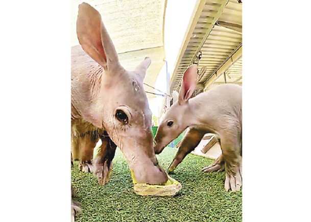 聖迭戈動物園首誕土豚BB