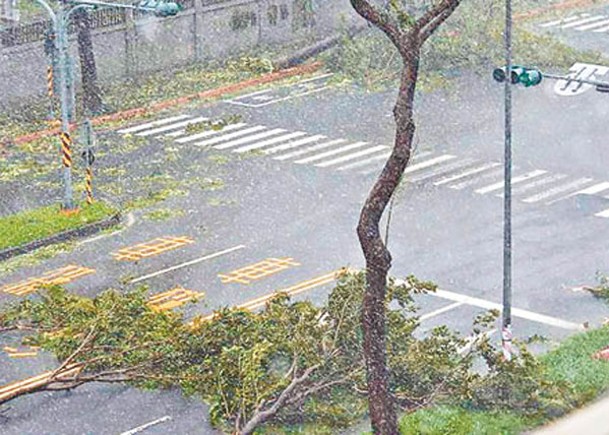 高雄市道路的樹木被強風吹倒。（中時電子報圖片）